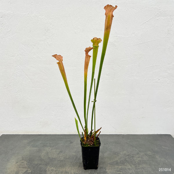 サラセニア：HFC-202502-066　3号ポット