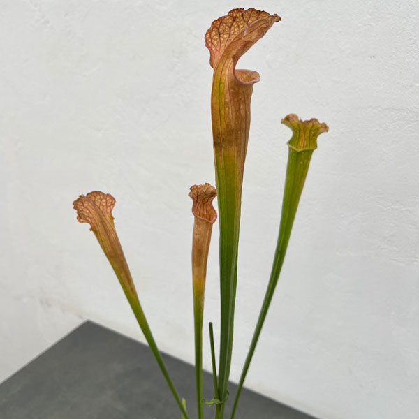 サラセニア：HFC-202502-066　3号ポット