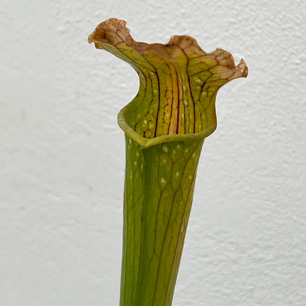 サラセニア：HFC-202502-066　3号ポット