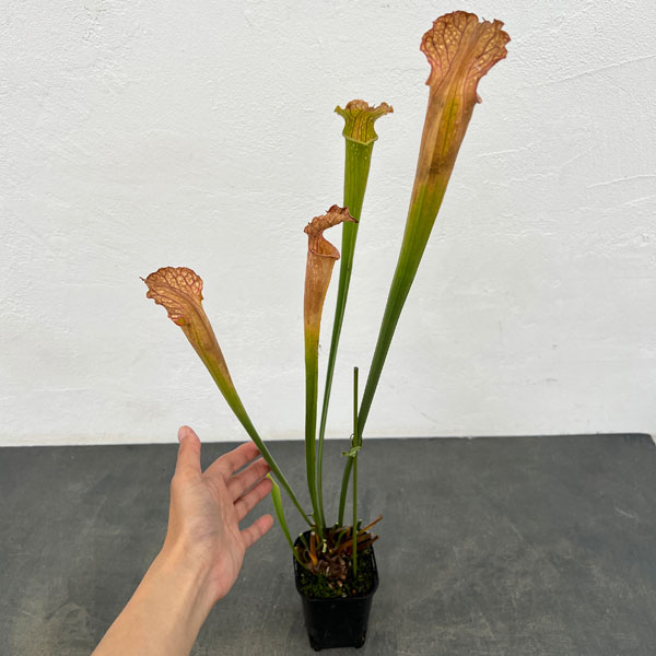 サラセニア：HFC-202502-066　3号ポット