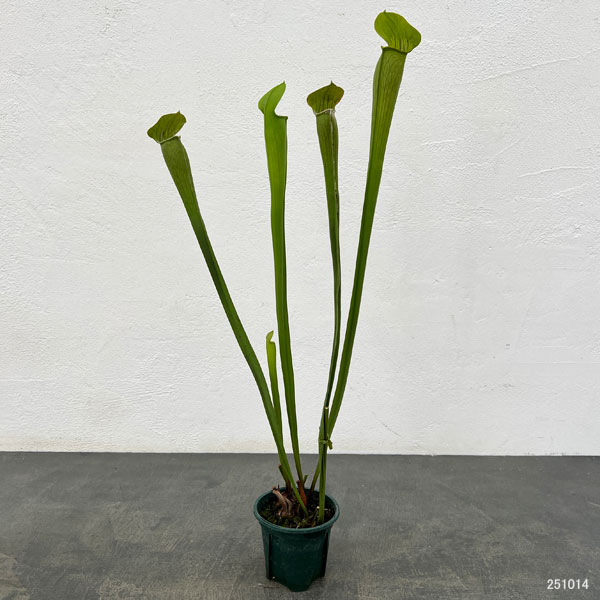 サラセニア：アラータ　トール イエロー ピッチャー　3号ポット