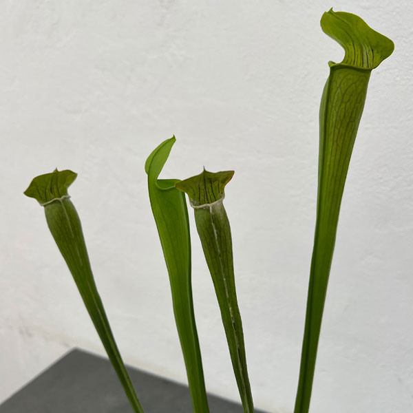 サラセニア：アラータ　トール イエロー ピッチャー　3号ポット