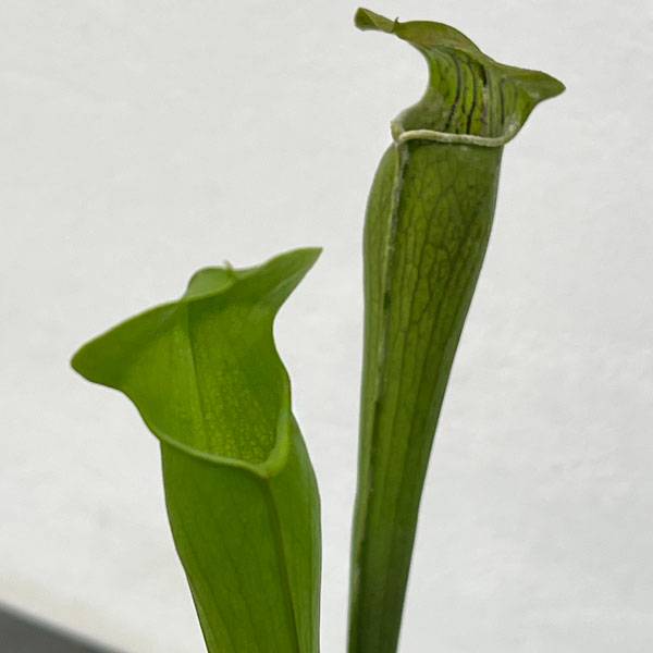 サラセニア：アラータ　トール イエロー ピッチャー　3号ポット