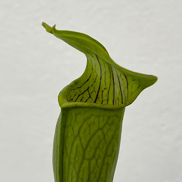 サラセニア：アラータ　トール イエロー ピッチャー　3号ポット