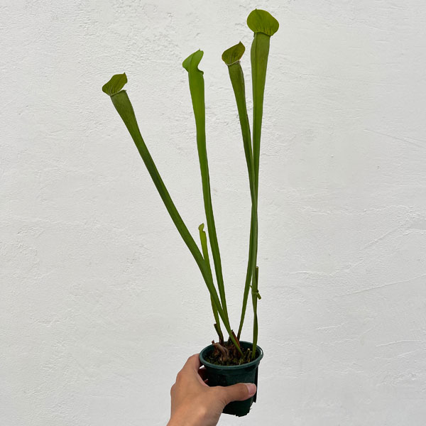 サラセニア：アラータ　トール イエロー ピッチャー　3号ポット