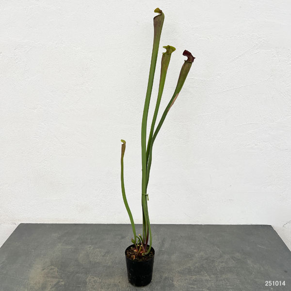 サラセニア：アラータ　ジャイアントレッド MK A 46　3号ポット