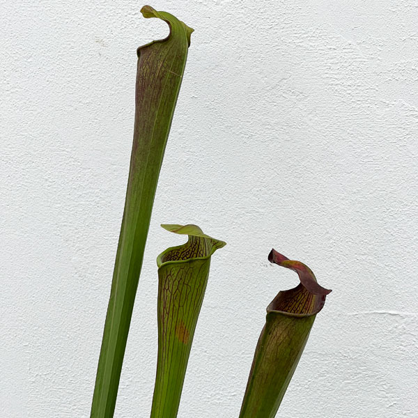 サラセニア：アラータ　ジャイアントレッド MK A 46　3号ポット