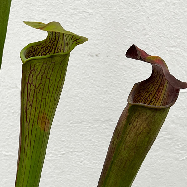 サラセニア：アラータ　ジャイアントレッド MK A 46　3号ポット