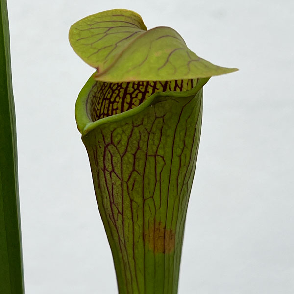 サラセニア：アラータ　ジャイアントレッド MK A 46　3号ポット