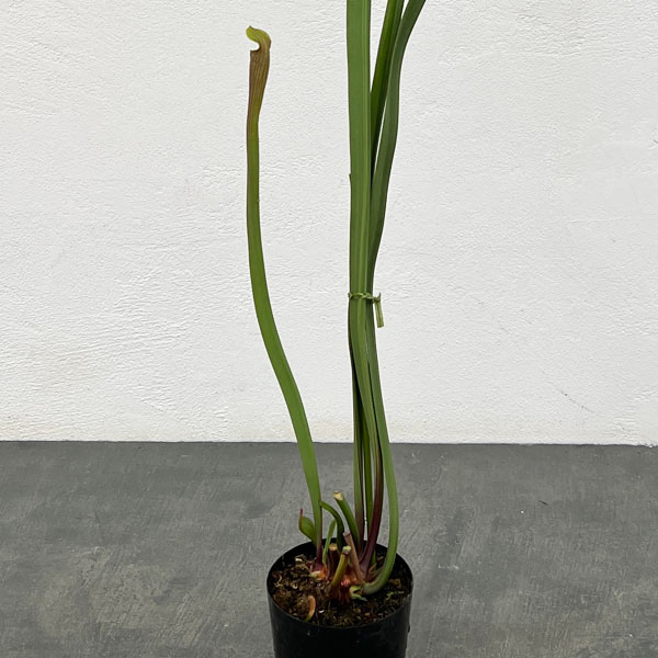 サラセニア：アラータ　ジャイアントレッド MK A 46　3号ポット