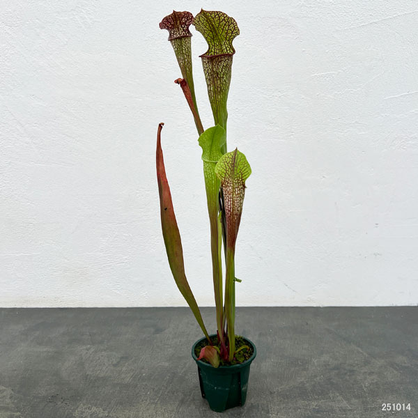 サラセニア:HFC-202502-016 3号ポット