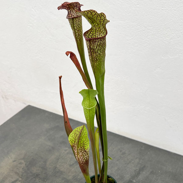 サラセニア:HFC-202502-016 3号ポット