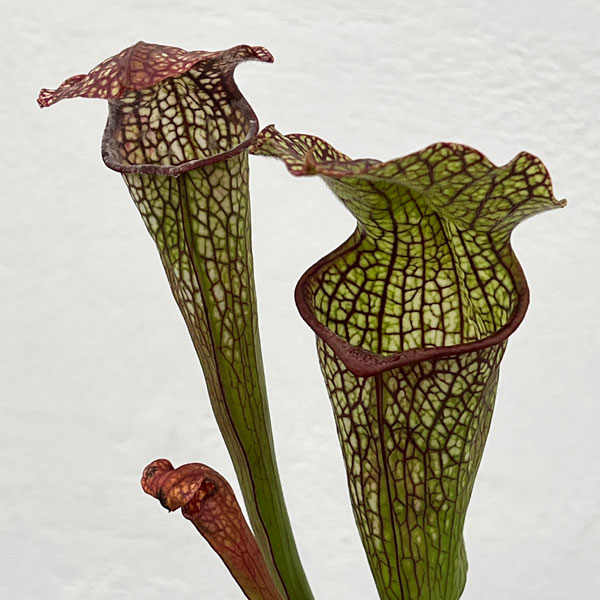 サラセニア:HFC-202502-016 3号ポット