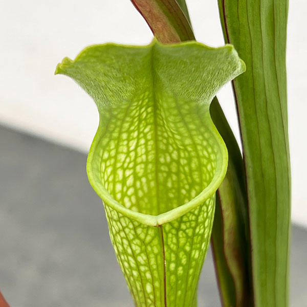 サラセニア:HFC-202502-016 3号ポット