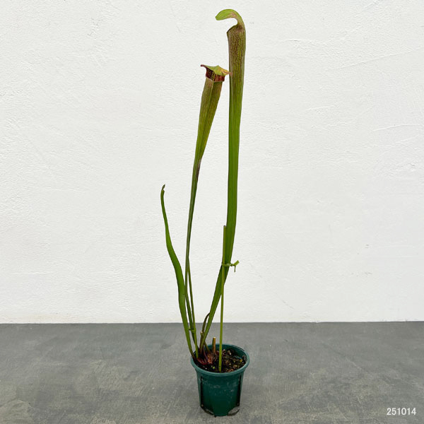 サラセニア：アラータ MK A 33 CK　3号ポット