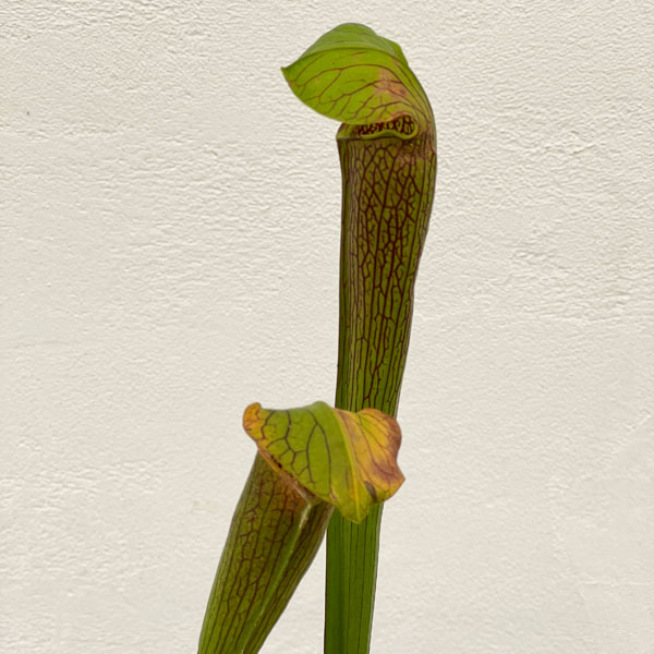 サラセニア：アラータ MK A 33 CK　3号ポット