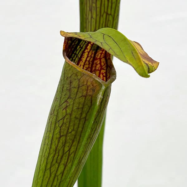 サラセニア：アラータ MK A 33 CK　3号ポット