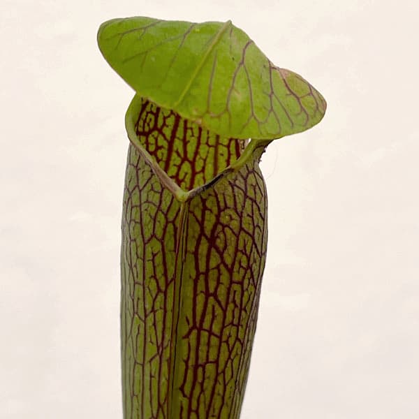 サラセニア：アラータ MK A 33 CK　3号ポット