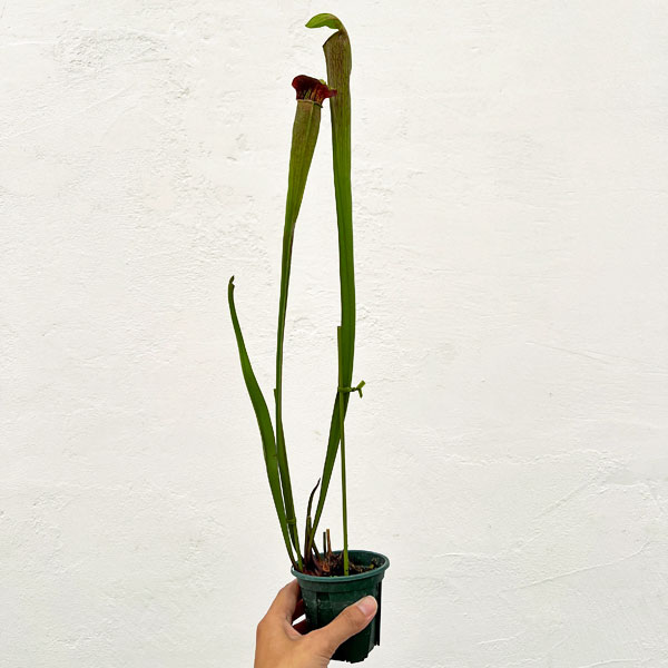 サラセニア：アラータ MK A 33 CK　3号ポット