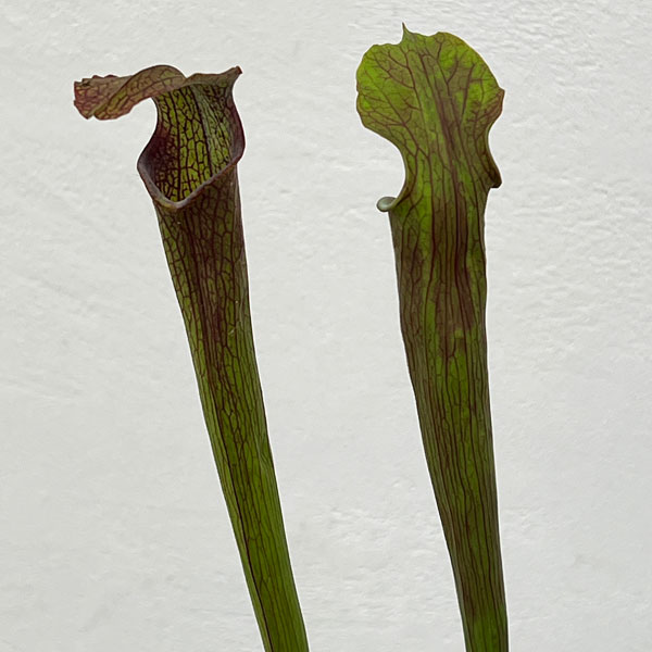 サラセニア：HFC-202502-107　3号ポット