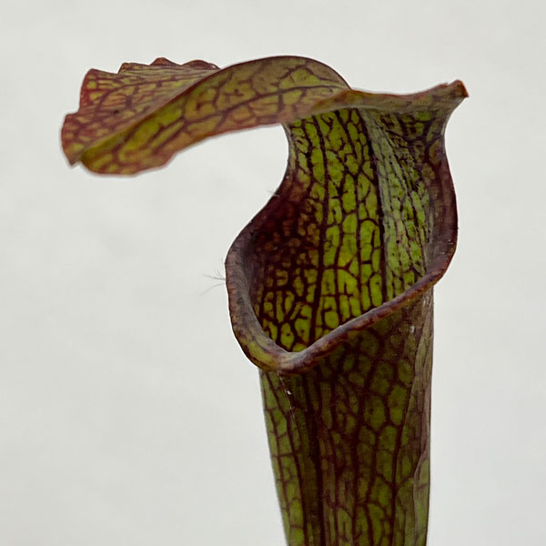 サラセニア：HFC-202502-107　3号ポット