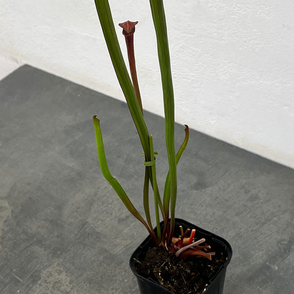 サラセニア：HFC-202502-107　3号ポット