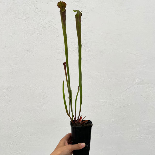 サラセニア：HFC-202502-107　3号ポット