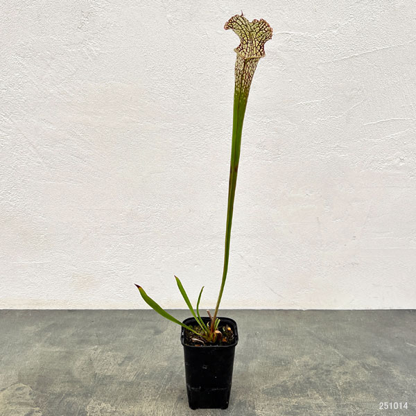 サラセニア：HFC-202502-114　3号ポット