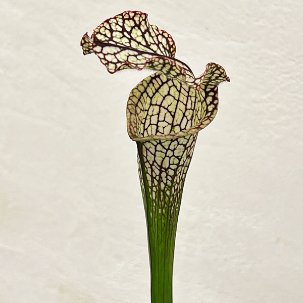 サラセニア：HFC-202502-114　3号ポット