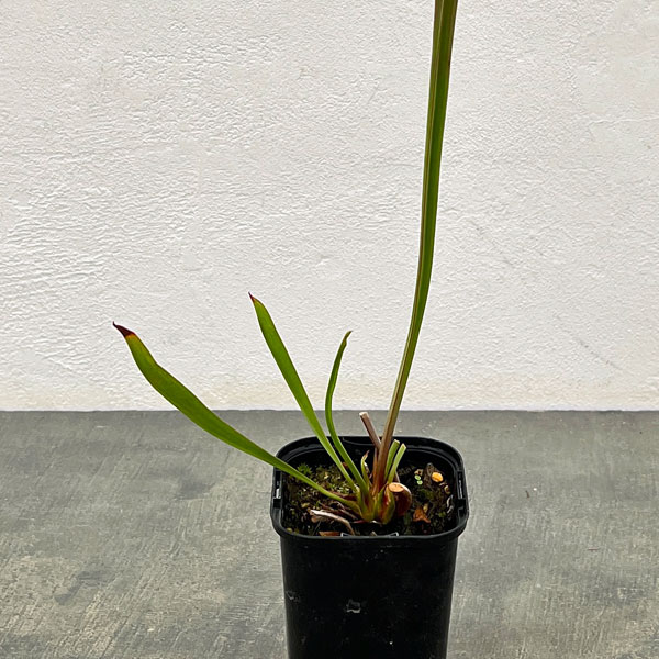 サラセニア：HFC-202502-114　3号ポット