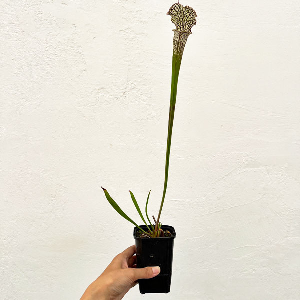 サラセニア：HFC-202502-114　3号ポット