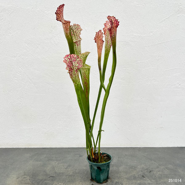 サラセニア：HFC-202502-020　3号ポット