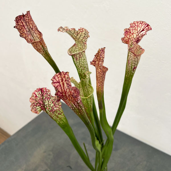 サラセニア：HFC-202502-020　3号ポット