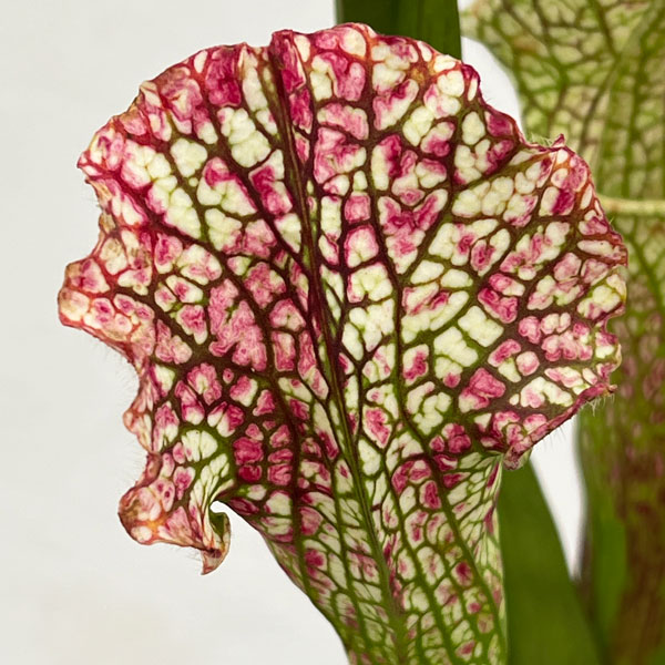 サラセニア：HFC-202502-020　3号ポット