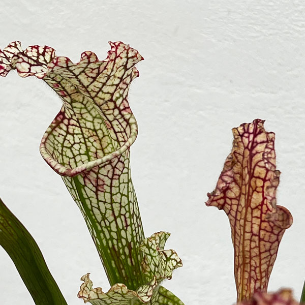 サラセニア：HFC-202502-020　3号ポット