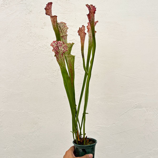 サラセニア：HFC-202502-020　3号ポット