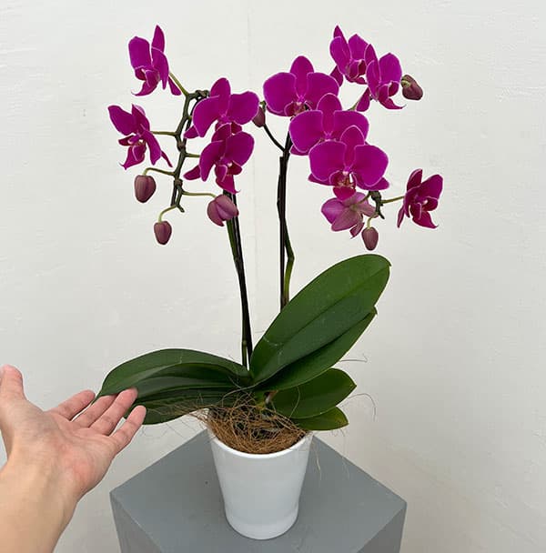 ミディコチョウラン:ビビ2本立ち4号陶器鉢植え