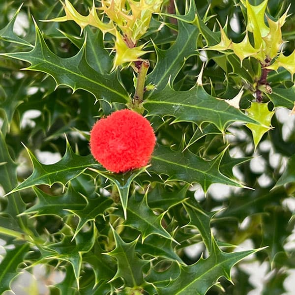 ヒイラギ：姫ヒイラギ（奄美ヒイラギ）3.5号ポット／スタンダード仕立・赤い実(イミテーション)付き