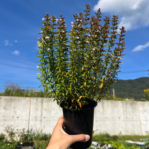 コンラディナ（ワイルドローズマリー）3.5号ポット