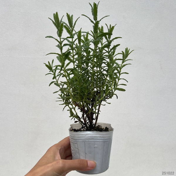 ラベンダー：デンタータ ピュアハーモニー3号ポット