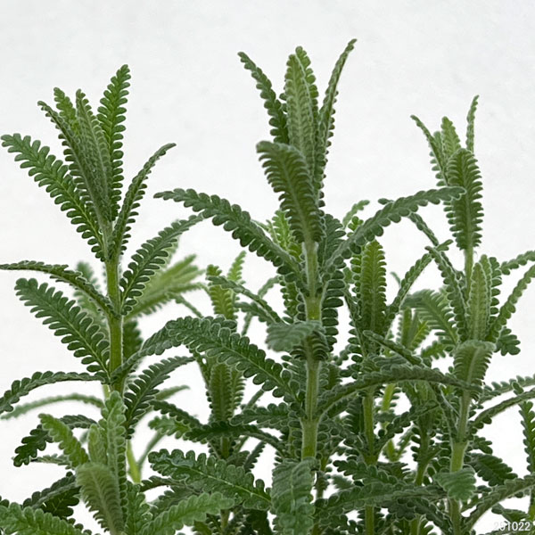 ラベンダー：デンタータ ピュアハーモニー3号ポット