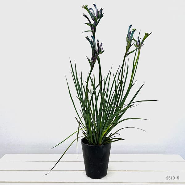 カンガルーポー:マスカレード 4.5号鉢植え