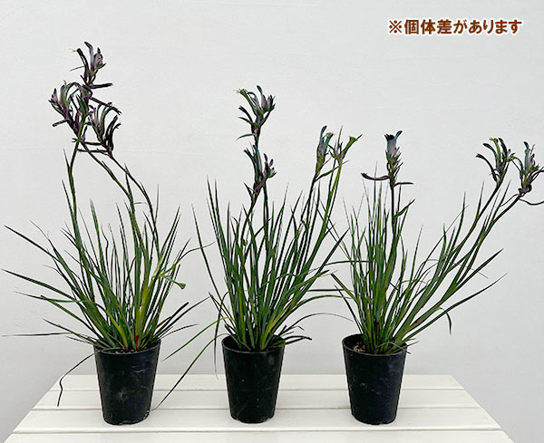 カンガルーポー:マスカレード 4.5号鉢植え