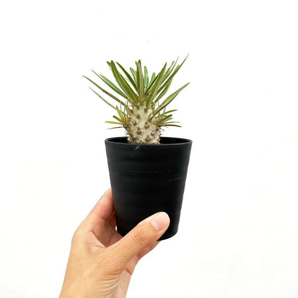 パキポディウム:グラキリス(実生苗) 3号ポット