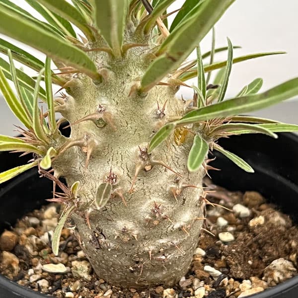 パキポディウム:グラキリス(実生苗) 3号ポット