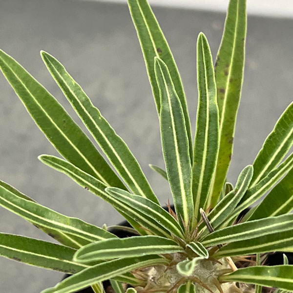 パキポディウム:グラキリス(実生苗) 3号ポット