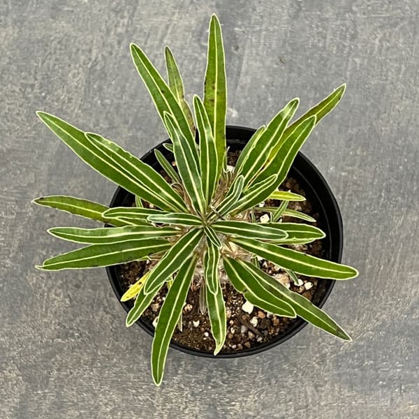 パキポディウム:グラキリス(実生苗) 3号ポット