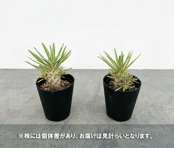 パキポディウム:グラキリス(実生苗) 3号ポット