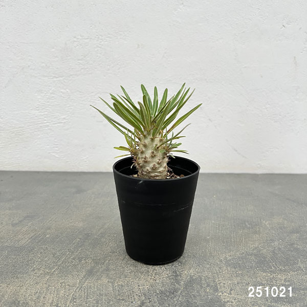 パキポディウム:グラキリス(実生苗) 3号ポット