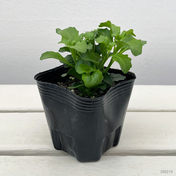 ロベリア：スカイフォール　ライラックミスト3号ポット